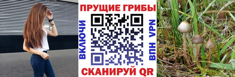 Псилоцибиновые грибы Psilocybine cubensis  Жигулёвск 
